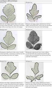 Image result for Neorautanenia