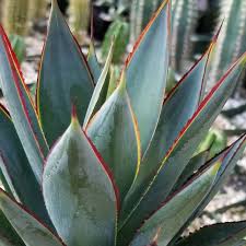 Agave nectar, also called agave syrup, a sweetener derived from agave sap, is used as an alternative to sugar in cooking, and can be added to breakfast cereals as a binding agent. Agave Blue Glow Cactus Cacti Succulent Real Live Plant Cacti Succulents Agave Blue Glow Live Plants Cacti And Succulents