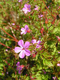 It's a pretty little plant and i was disappointed to discover it is an invasive in my area. Geranium Robertianum Wikipedia