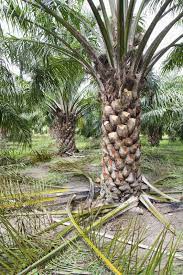 Palm Tree Pruning How And When To Prune A Palm Tree