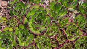 Maybe you would like to learn more about one of these? Hens And Chicks Sempervivum Tectorum Plant Care Growing Guide