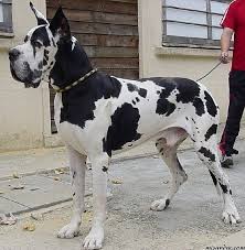 European Harlequin Great Dane Roger De Misandre Great Dane Dogs Dane Puppies Dane Dog