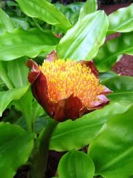 Image result for Scadoxus