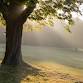 The Tree Listening Project