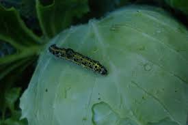 These impacts threaten our health by affecting the food we eat, the water we drink, the air we breathe, and the. How Is Climate Change Affecting Crop Pests And Diseases