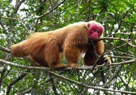 Endangered Animals Of The Amazon Rainforest Rainforest Cruises Uakari Endangered Animals Primates