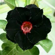 Karenanya ada yang menganggap pohon kamboja menakutkan. Bibit Bunga Kamboja Jepang Black Lady