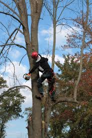 A certified arborist is a specialist in the care of individual trees. How To Become An Arborist Tips Equipment And Qualifications