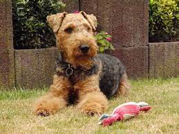 We are the world's largest. Welsh Terrier Rassebeschreibung Adressen Und Viele Fotos