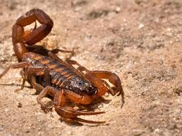 It's Scorpion Season in Texas. Here's What to Do if You See One.