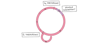Interphase is divided into 3 parts: Cell Cycle Checkpoints Article Khan Academy