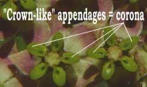 Image result for Asclepias albens