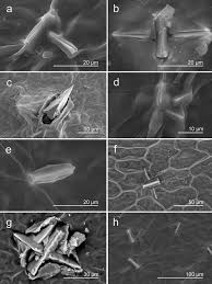 Image result for Acalypha psilostachya