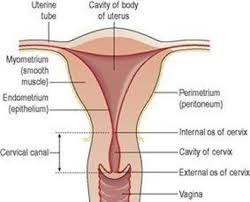 Download as ppt, pdf, txt or read online from scribd. The Reproductive Systems Ross And Wilson Anatomy And Physiology In Health And Illness 11e