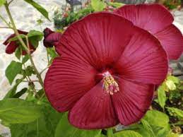 Maybe you would like to learn more about one of these? Hardy Hibiscus Pruning How And When To Prune Perennial Hibiscus Plants