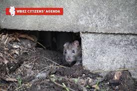 If you suspect that stored or growing crops have been nibbled by rats, don't eat them. How To Get Rid Of Chicago S Rats Wbez Chicago