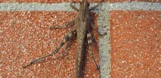 Fuel growth with pestroutes pest control management software. Pest Control Humane Ways To Prevent And Control Pests In Your Home