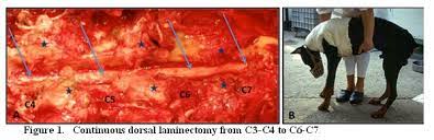 Treatment And Prognosis Wobbler Syndrome