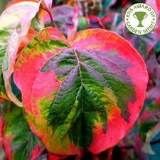 Good ground cover for shade, even where only moss will grow. Cornus Florida Rainbow White Eastern Flowering Dogwood Trees
