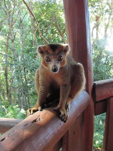 Protecting lemurs in Madagascar