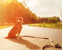 Maybe you would like to learn more about one of these? What To Do If You Find A Stray Dog Cvmbs News