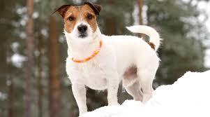 Best Led Lighted Dog Collars For Night Visibility 2020