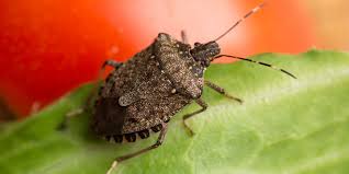 During warm months, they often congregate en masse on the sides of buildings. Prepare For Overwintering Pests During The Fall Season Bullfrog Pest Control