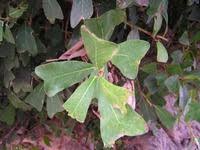 Image result for Ficus craterostoma