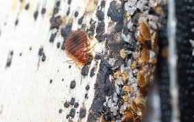Your pillowtop bed comes with down comforters and premium bedding. Blog Five Sure Signs Your Orange County Home Has Bed Bugs