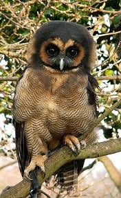Bird That Sounds Like A Monkey For The Little Ones Photo Owl Species Pretty Birds Wood Owls