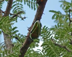 Image result for Acacia hebeclada