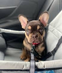 The french bulldog has the appearance of an active, intelligent, muscular dog of heavy bone, smooth coat, compactly built, and of medium or small structure. French Bulldog Puppies You Deserve The Best Anna French Bulldog Puppies