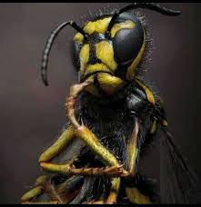 Se débarrasser des guêpes naturellement. 7qs Nqjd7 A8pm