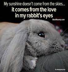 18 Things Only Bunny Lovers Know To Be True Best 4 Bunny Pet Bunny Bunny Lovers Rabbit