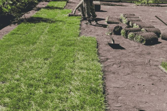 New Turf Going Yellow: Solutions for a Healthy Lawn