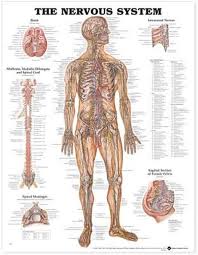 The torso or trunk is an anatomical term for the central part, or core, of many animal bodies (including humans) from which extend the neck and limbs. The Nervous System Anatomical Chart By Anatm Chart Co 9781587790454 Buy Online At The Nile