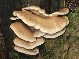 Image result for Paxillus panuoides