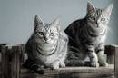 10 of the Healthiest Cat Breeds - Kittentoob