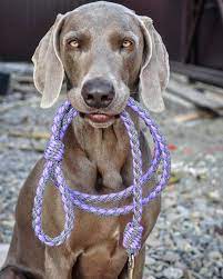 15 absolutely hilarious weimaraner dogs weimaraner dogs weimaraner dog owners