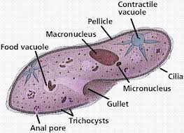 Ciliates Animal Like Protists That Use Cilia For Feeding And Movement They Usually Reproduce Asexually By Mitosis A Protists Elementary Science Cell Membrane