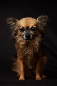 Pet Photography Tips One Light Pet Portraits With A Leibovitz Staple Dog Portrait Photography Pet Portraits Photography Pet Photography Tips