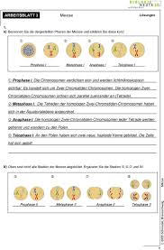 Es Laufen Die Vier Mitosephasen Ab Pdf Free Download