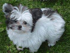 Top searches in the uk. 8 Best Miki Dog Ideas Miki Dog Puppies Cute Dogs
