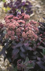 Image result for Sedum