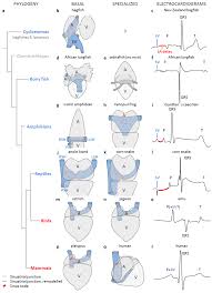 2 heart chambers just like all other fish, although amphibians and reptiles have only 3 and people and birds have 4. Jcdd Free Full Text Evolution Of The Sinus Venosus From Fish To Human Html