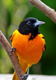 Birds That Look Like Baltimore Orioles Baltimore Oriole By Cherylorraine Smith On 500px Passaros Exoticos Fotos Passaros Aves Belas