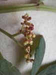 Image result for Cissus crusei