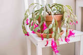 christmas cactus - Google Search