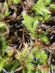 Image result for Selaginella dregei