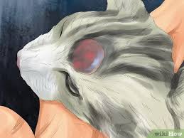 Lumps of this sort will be small, pale, and filled with fluid. 3 Ways To Identify Lumps On Your Cat Wikihow